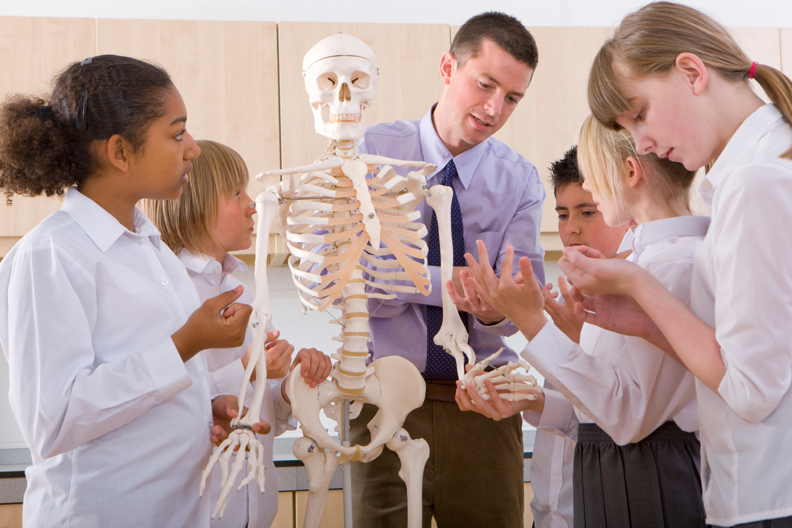 The science teacher shows a skeleton to a group of school children. 