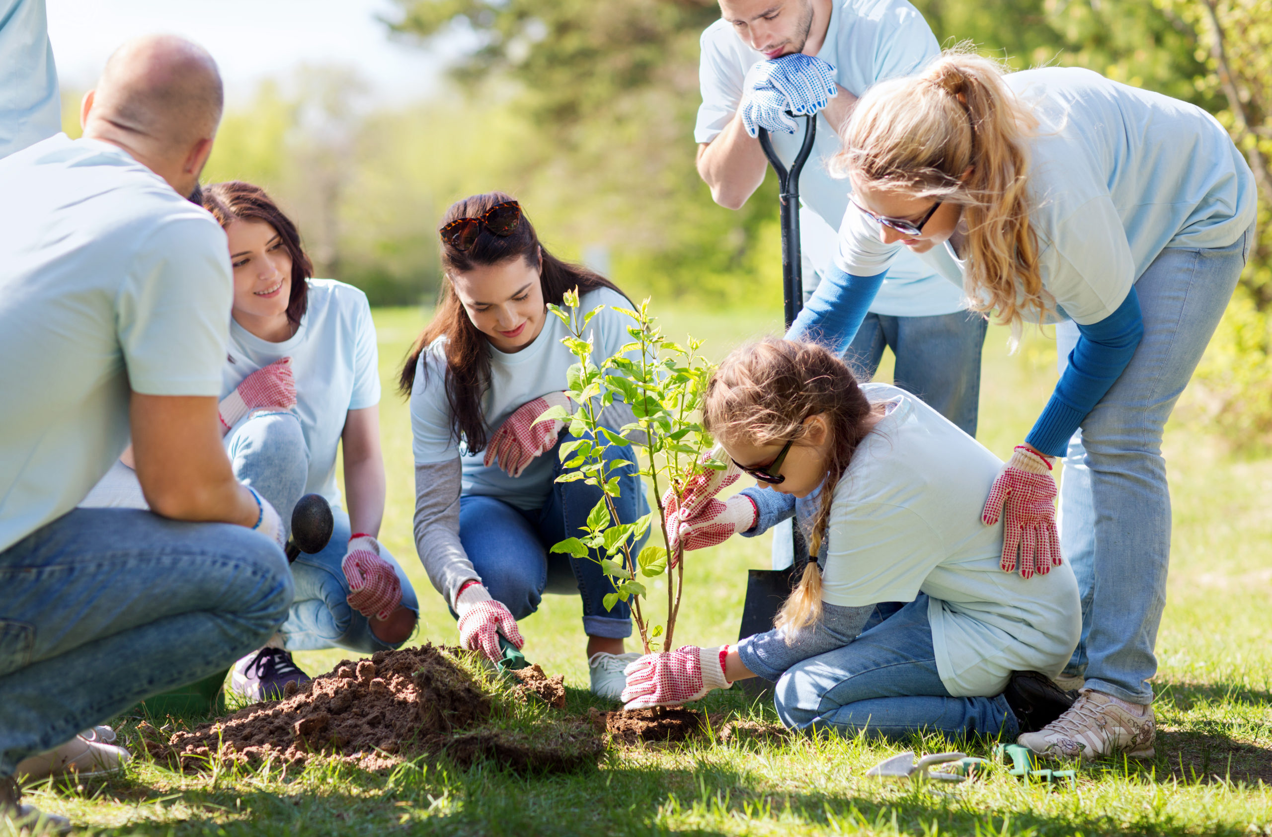 Six volunteers of a nonprofit wearing light blue tee shirts are planting a tree in a park. 